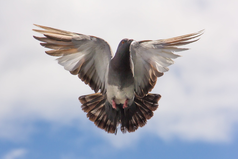 bird, no people, outdoors, sky, motion, animal body part, animals in the wild, one animal, flight, animal themes, white, animal wing, animal, mid-air, nature