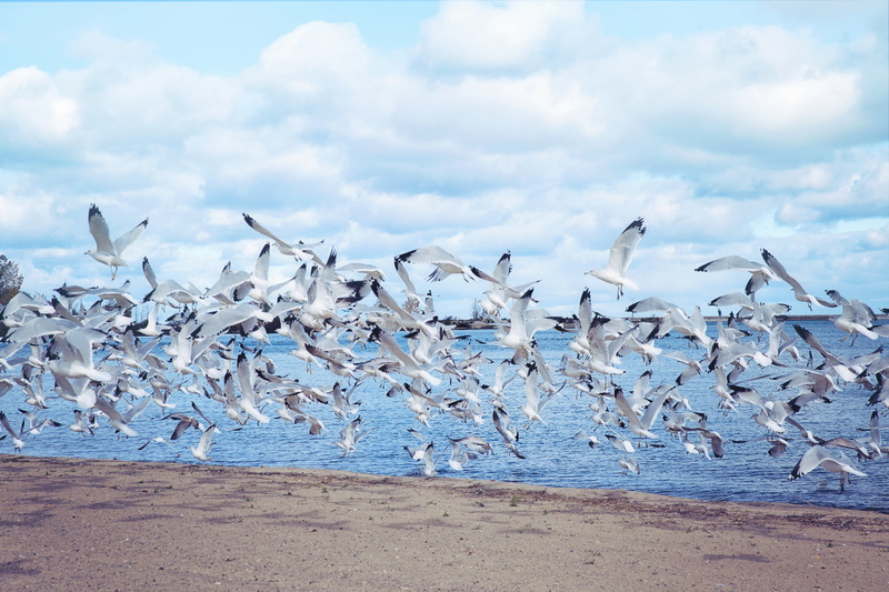 no people, animals in the wild, blue, cloud - sky, lake, seagull, animal, flock, sky, seagulls, sea gulls, land, birds, flight, sea, animal themes, natural