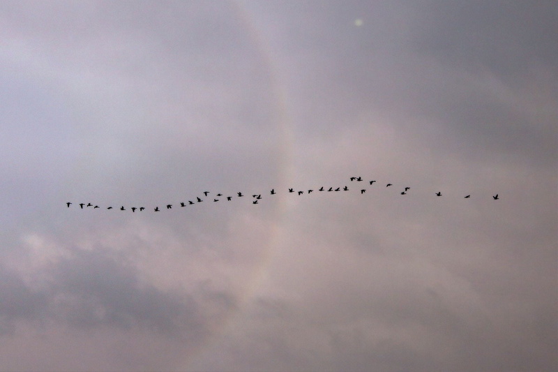 beach, animal themes, flock Of Birds, beauty in nature, coast, Clouds, migratory birds, migrating, air, large group of animals, sea, cloud - sky, vertebrate
