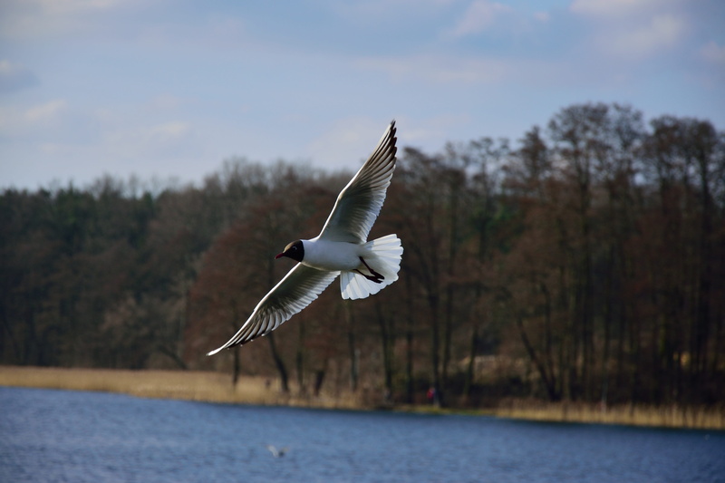 ocean shore, mid-air, water, gull, flying, 5K, waterfront, no people, flight, woods, background, tree, river, forest, sky, beauty in nature, wild, wildlife