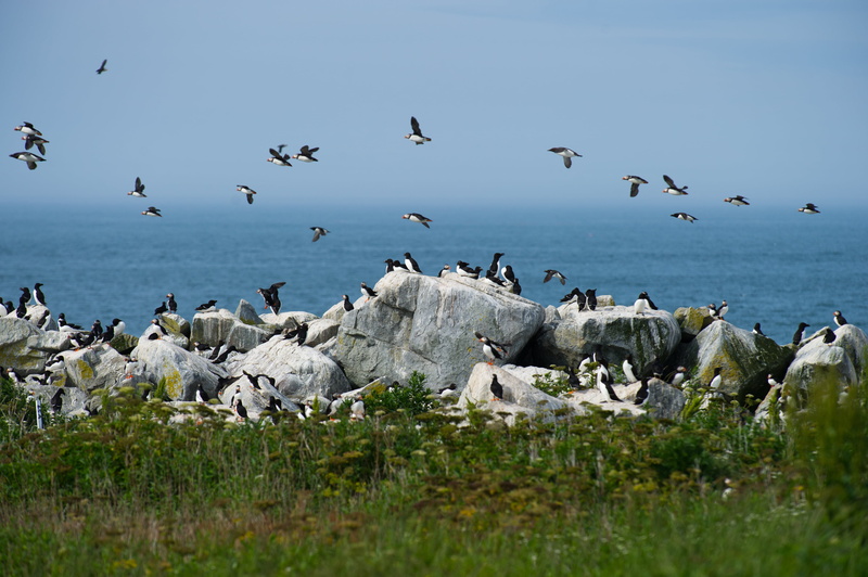 puffins, sky, water, rock, bird, solid, forest, seagull, fly, group of animals, woods, feather, clouds, animal themes, vertebrate, colony, day, large group of animals