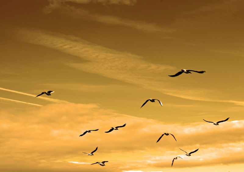 animal themes, concept, feather, outdoors, bird, no people, order, orange color, power, mid-air, dom, large group of animals, silhouette, animals, beauty in nature