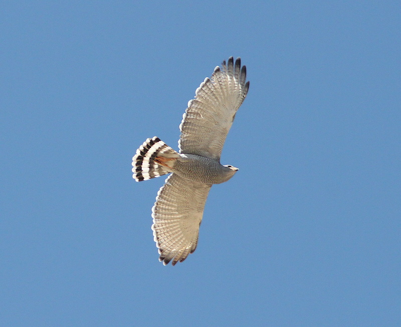 nature, animal themes, feathers, grey, mid-air, animal body part, sea, mexican goshawk, no people, blue, wildlife, wings, day, carnivore, low angle view