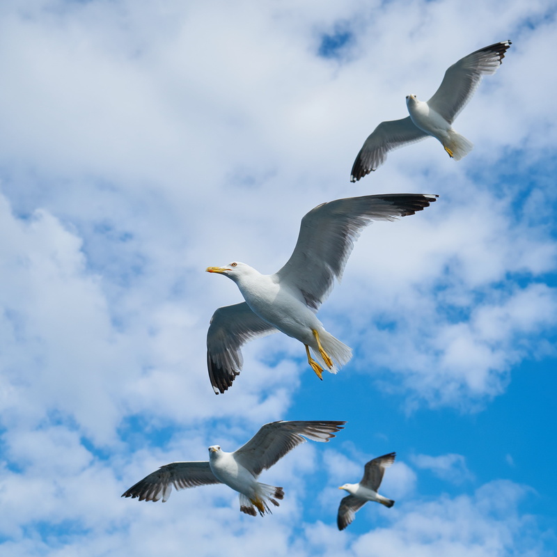 day, group, two animals, friendship, sky, flying, loves nature, animal themes, friend, cloudy, four, outdoors, no people, blue, motion, gulls, bird, 4K