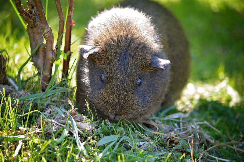 portrait, 1080P, grass, guinea pig, black buff-agouti, vertebrate, field, animals in the wild, day, no people, gray agouti, outdoors, animal, hedgehog