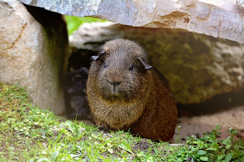 animals in the wild, no people, day, plant, life, pet, wild, nature, guinea pig, animal, smooth hair, whisker, animal themes, rodent, focus on foreground