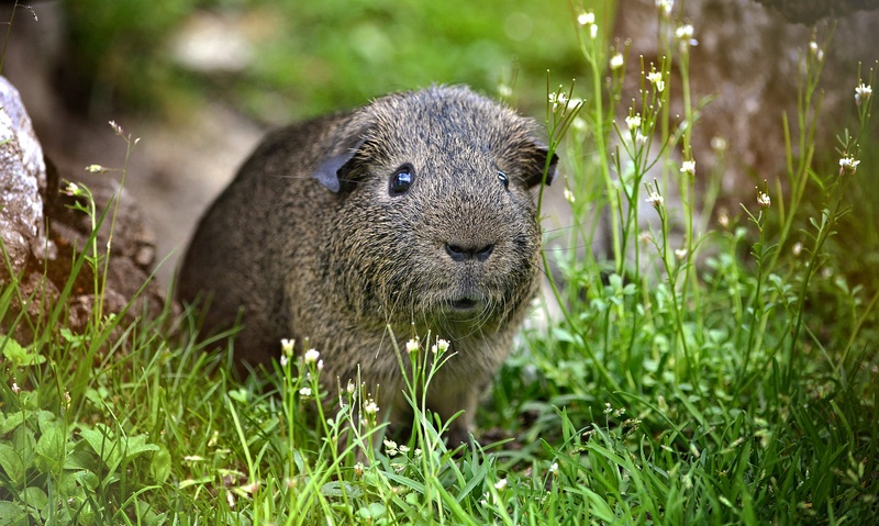 black-cream-agouti, outdoors, whisker, grass, small animal, guinea pig, otter, animal wildlife, close-up, animal themes, animal head, vertebrate, day, field