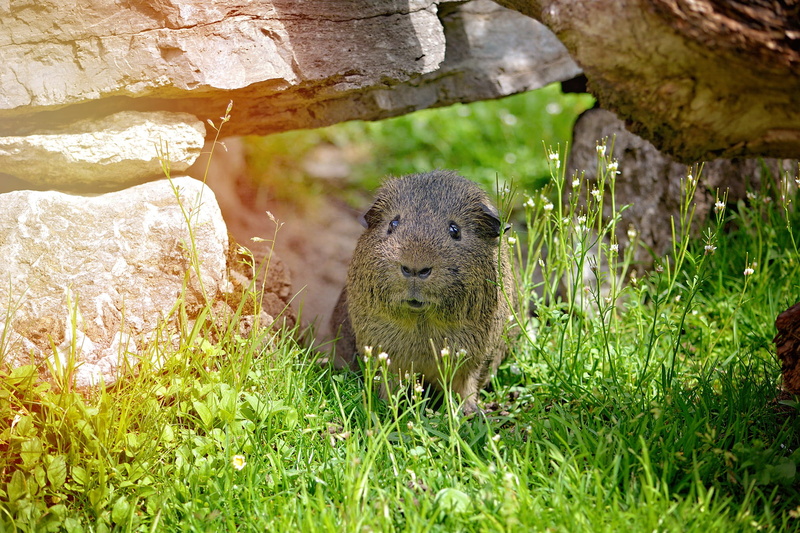 small animal, mammal, plant, one animal, meadow, 1080P, animals in the wild, day, out, wild life, smooth hair, looking at camera, grass, beauty in nature