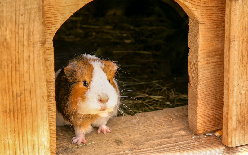 close-up, herbivorous, photo, pig, guinea, cage, nager, 2K, face, from the front, smooth hair, mammal, cavia porcellus, animal world, fur, animal, one animal