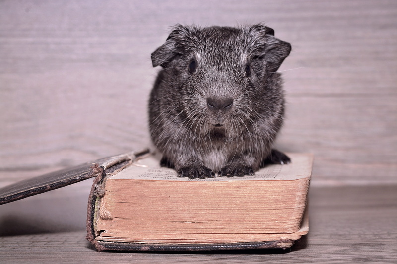black and white agouti, close-up, Young Animal, Hair, animal wildlife, domestic animals, small animal, 5K, Guinea Pig, nager, animal themes, cute, publication