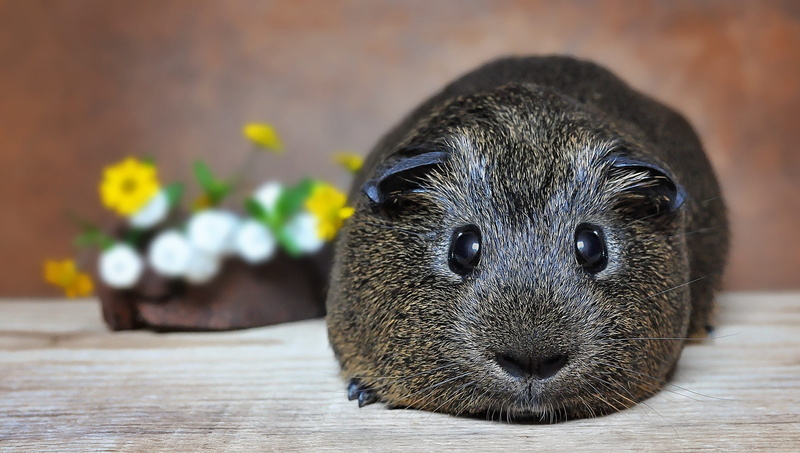 animals in the wild, day, rodent, sweet, looking at camera, smooth hair, guinea pig, no people, nature, wood - material, small animal, nager, gray agouti