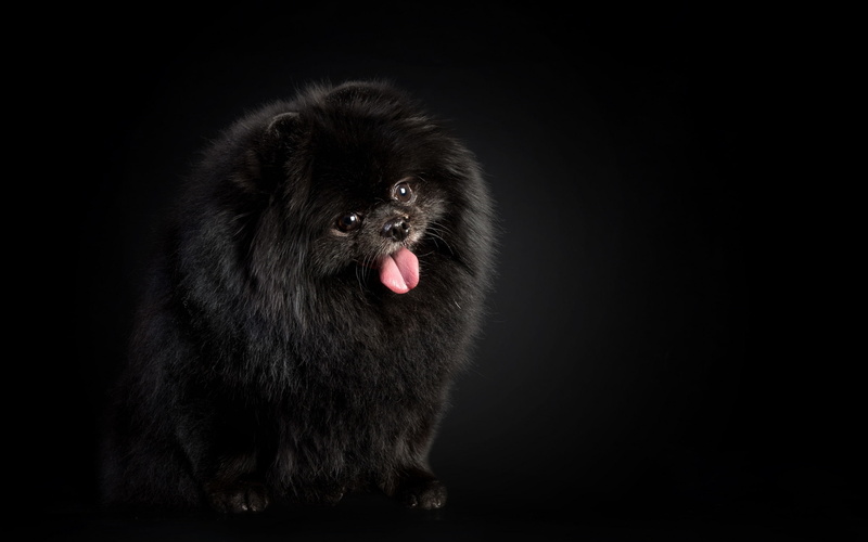 65083, animal body part, animal head, sticking out tongue, animal themes, domestic, studio shot, canine, 2K, black background, artleo, pets, dog, mouth open
