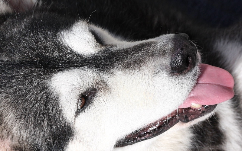 tongue, cute, siberia, animal Eye, siberian, animal body part, young Animal, 1080P, pets, canine, backgrounds, mammal, vertebrate, animal Nose, human Face