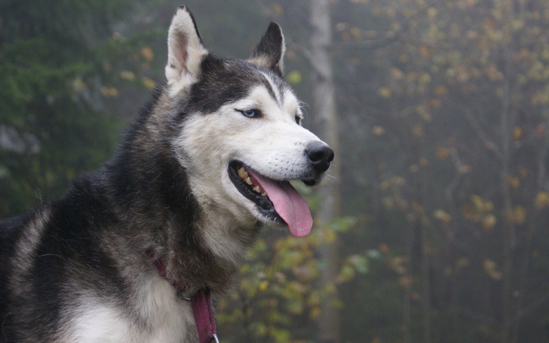 looking, animal Eye, sled Dog, mammal, siberian Husky, husky, beauty In Nature, domestic Animals, siberian, pets, focus on foreground, young Animal, domestic