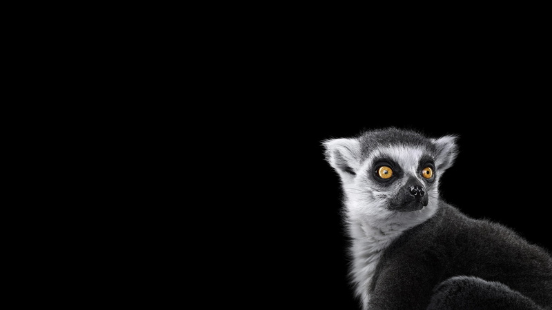 photography mammals monkeys simple background, 2K, studio shot, vertebrate, animal body part, animal eye, looking, close-up, mammal, yellow eyes, cut out