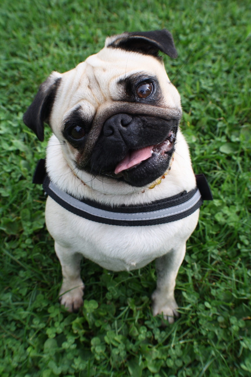 rush, black, lying, no people, cute, stick out tongue, animal themes, lap dog, 1080P, green, rest, canine, pets, portrait, pastel, landscape, animal, go walkies