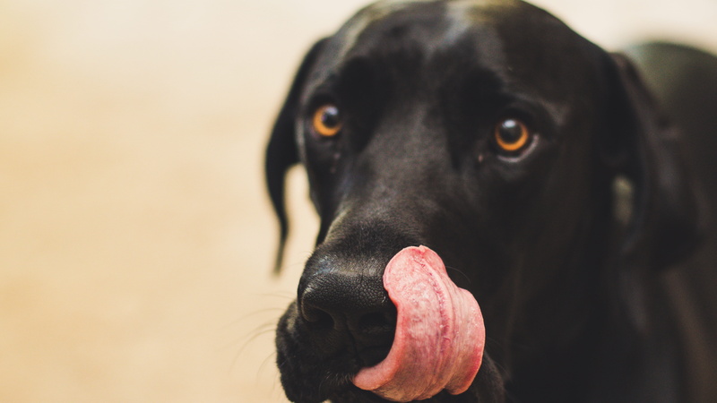 k9, labrador retriever, domestic, animal mouth, focus on foreground, great dane, animal, one animal, black, domestic animals, dog, lick, canine, sticking out tongue