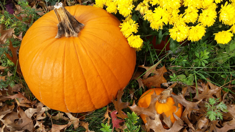 autumn, pumpkin, celebration, high angle view, 4K, nature, field, plant, food, orange color, halloween, day, vegetable, food and drink, growth, yellow