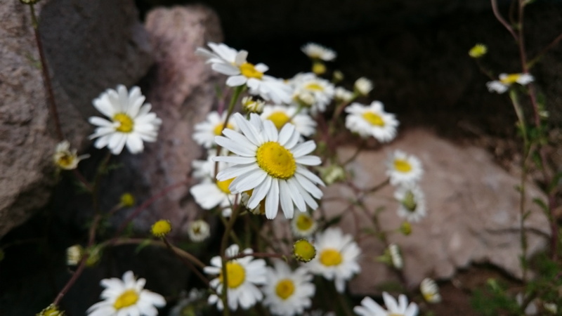 white, yellow, flowering plant, focus on foreground, nature, plant, Daisy, flower head, growth, pollen, freshness, outdoors, petal, day, beauty in nature