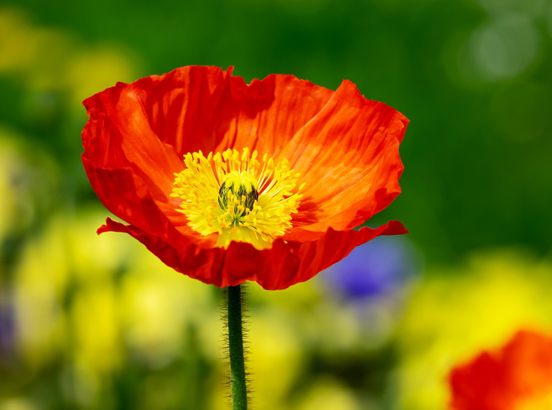 Vivid, 4K, pollination, Colors, focus on foreground, close-up, Photography, inflorescence, red, flower head, growth, no people, Flower, iceland, vulnerability