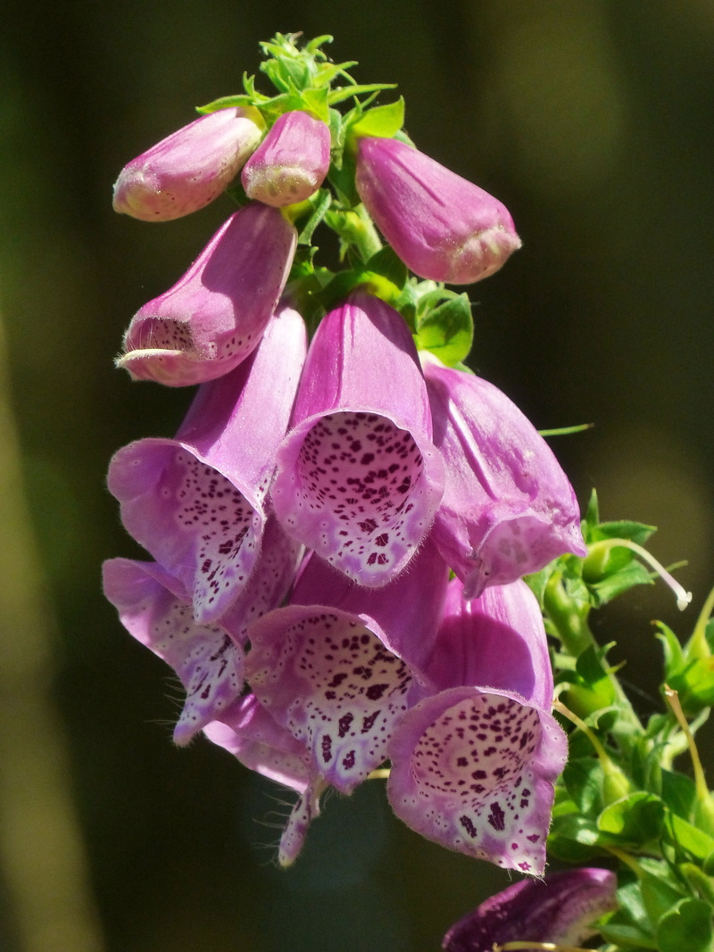 close-up, focus on foreground, petal, no people, purple, inflorescence, forest bells, common foxglove, vulnerability, 4K, fragility, digitalis purpurea