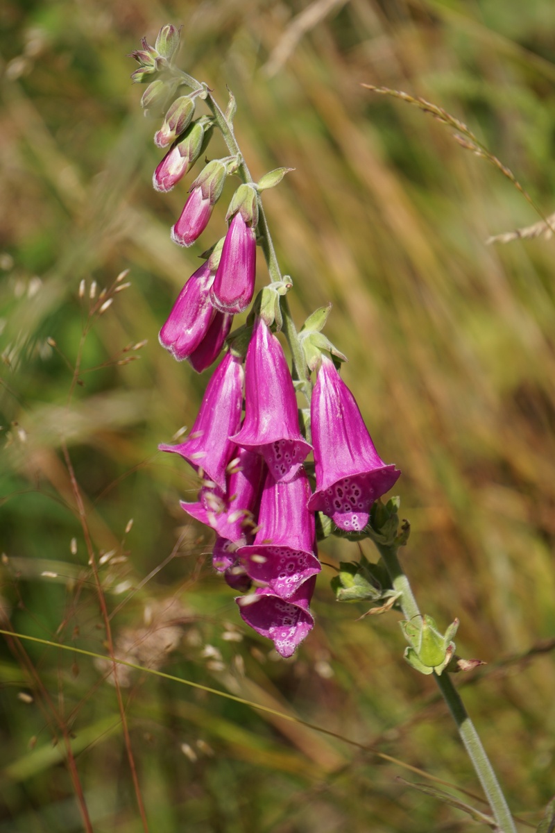 planting, flower head, plant, pink color, purple, growth, bloom, blossom, flowering plant, botany, toxic, selective focus, 5K, day, vulnerability, close