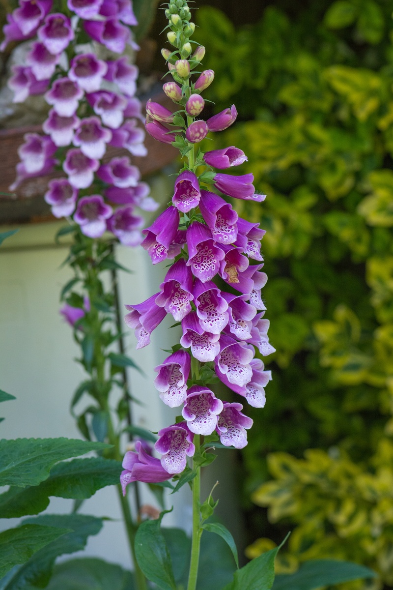 lilac, flower head, bunch of flowers, common foxglove, plant, ornamental plant, flower garden, freshness, vulnerability, plant part, flowering plant, close-up
