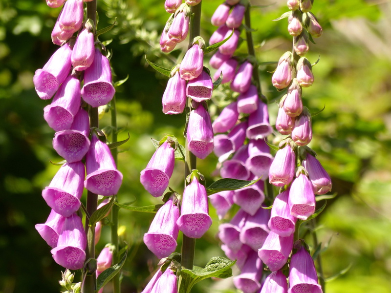 flower, close-up, pink blossoms, purple, garden, springtime, wild flowers, beautiful, beauty in nature, vulnerability, growth, flowers, selective focus
