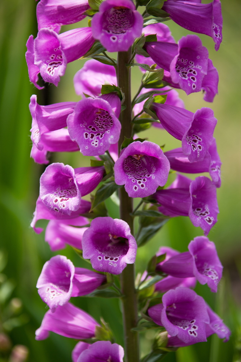 bells, springtime, nature, outdoors, bloom, petal, magenta, vulnerability, botany, colorful, focus on foreground, flower, beauty in nature, digitalis, 4K