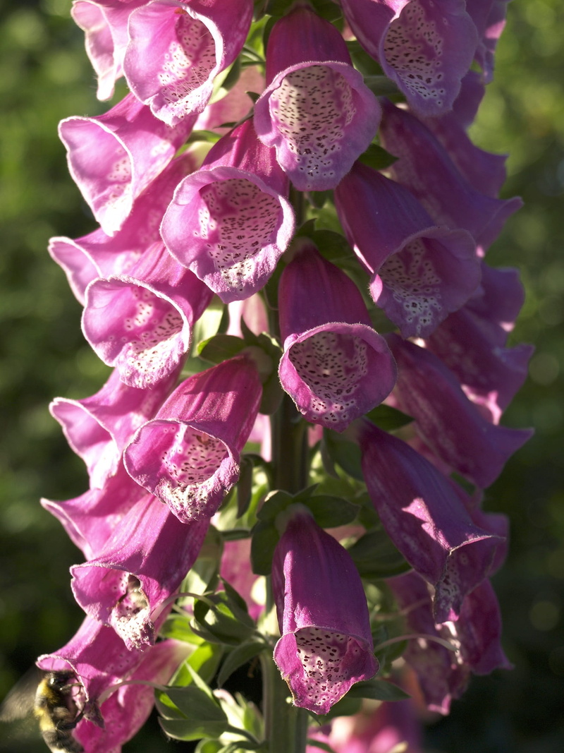 shadow, purple, selective focus, pink, nature, plantain greenhouse, close-up, bloom, toxic, focus on foreground, no people, plant, petal, freshness, pink color