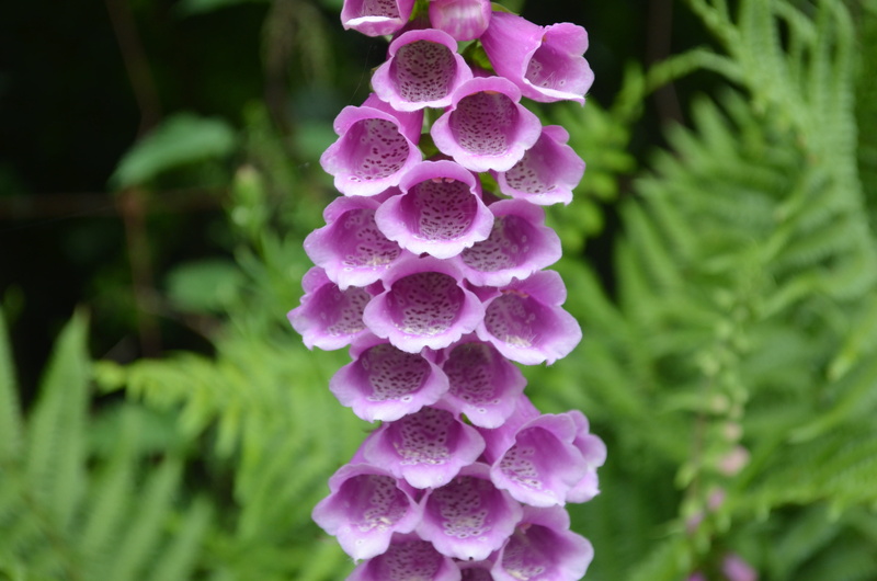 common foxglove, toxic, purple, flower, flower head, petal, vulnerability, pink color, 4K, wild plant, thimble, digitalis, focus on foreground, beauty in nature