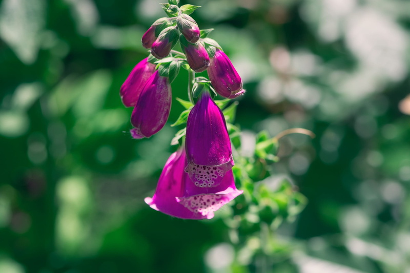 flowers, in the garden, focus on foreground, outdoors, vulnerability, freshness, flowering plant, day, close, flower head, petal, purple, flower garden