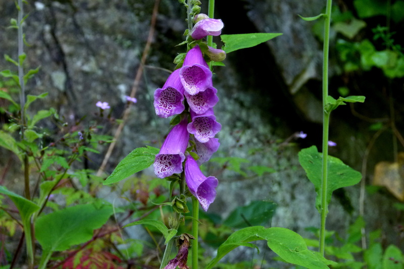 flower, close-up, beauty in nature, purple, no people, lilac, nature, rocks, green color, vulnerability, growth, petal, day, focus on foreground, common foxglove