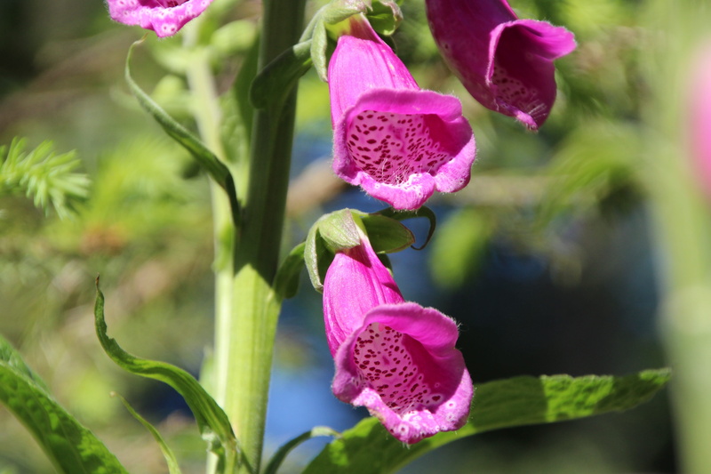 freshness, foxglove, springtime, no people, plant part, petal, flower, growth, common, Thimble, outdoors, Common Foxglove, fragility, focus on foreground