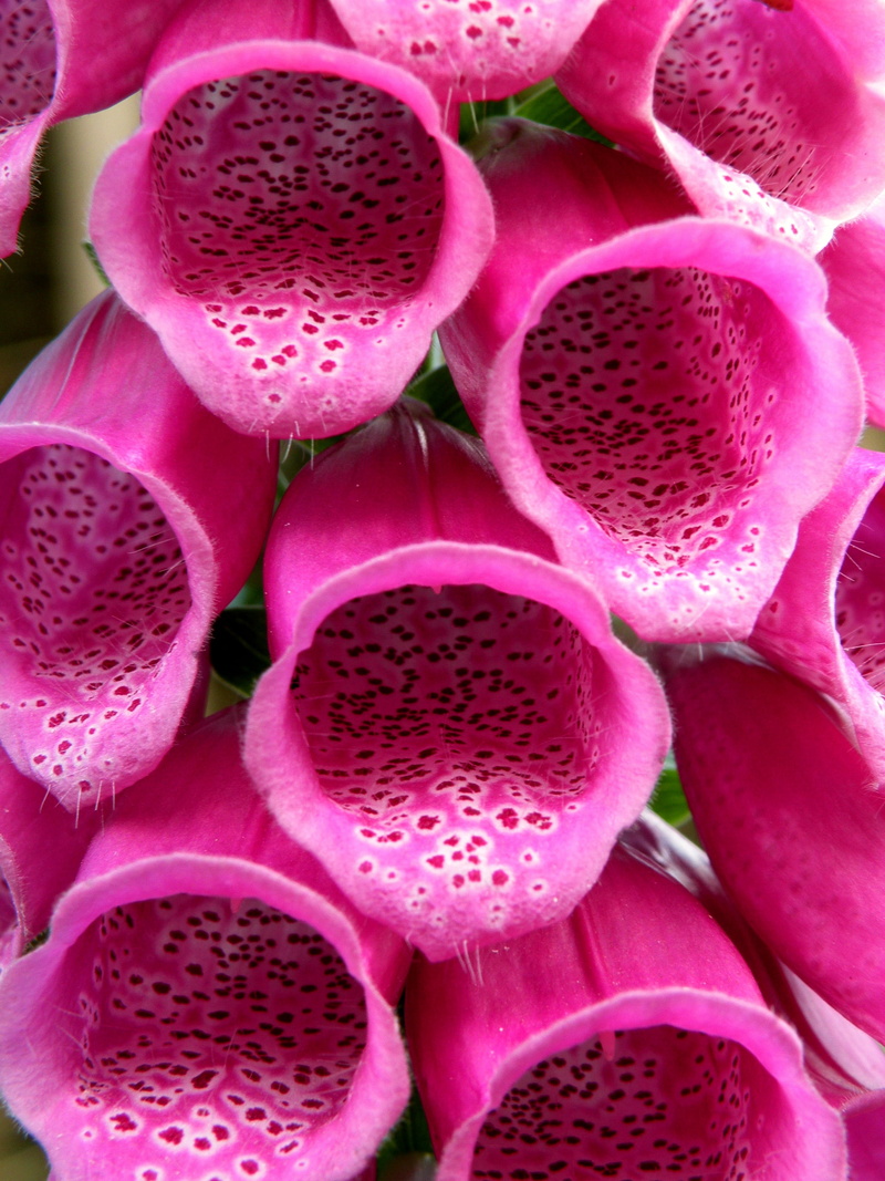 toxic, close, common foxglove, healthy eating, food, nature, plant, freshness, backgrounds, full frame, flowers, inflorescence, close-up, no people, 2K