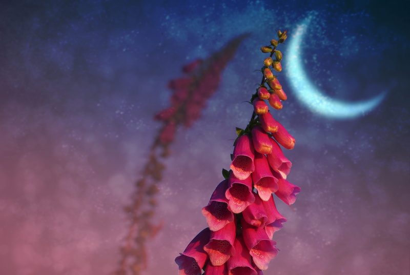 plant, medicinal plant, photo, foxgloves, bloom, star - space, galaxy, toxic, photo montage, close, long, celebration, nature, space, astronomy, common foxglove