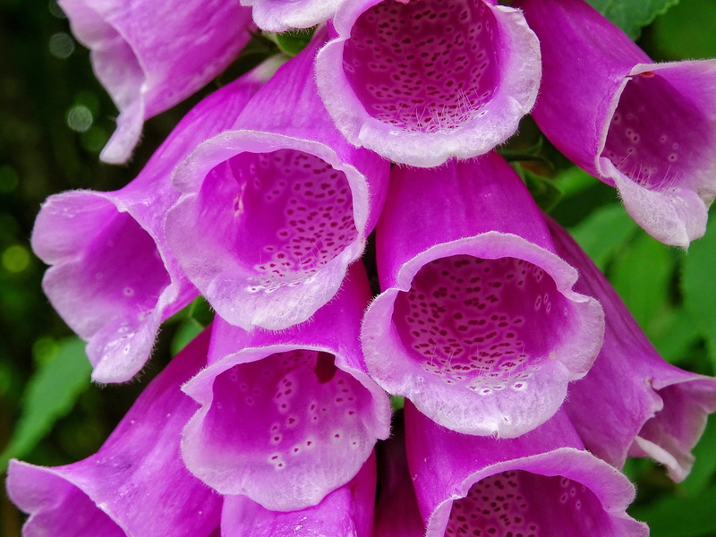 pollen, fragility, growth, flower, flowering plant, pink color, giftplanze, common, thimble, nature, close-up, day, leaf, freshness, foxglove, blossom