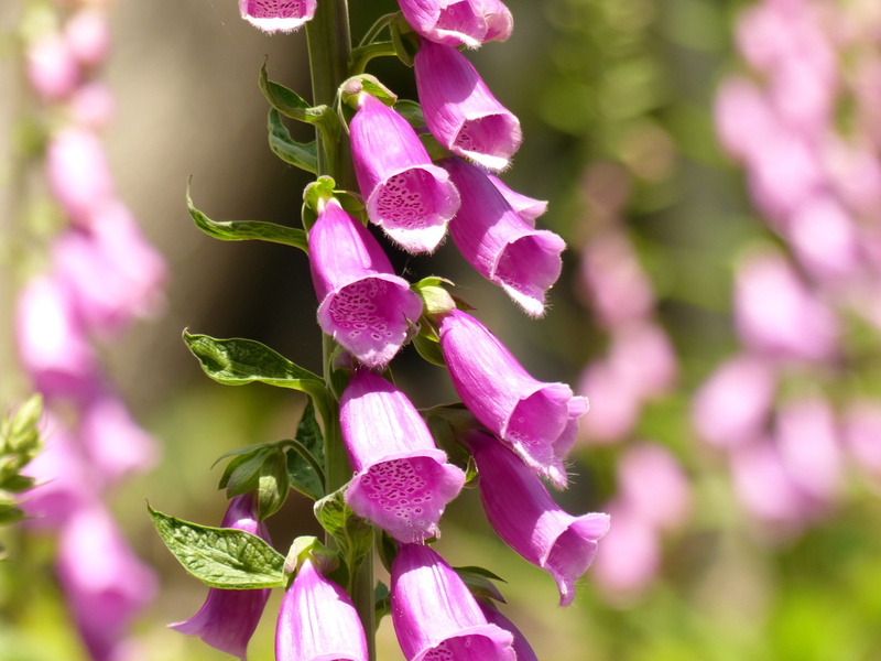 forest, freshness, wild flowers, summer, fragility, beauty in nature, flower head, growth, pink, thimbles, beautiful, common foxglove, focus on foreground