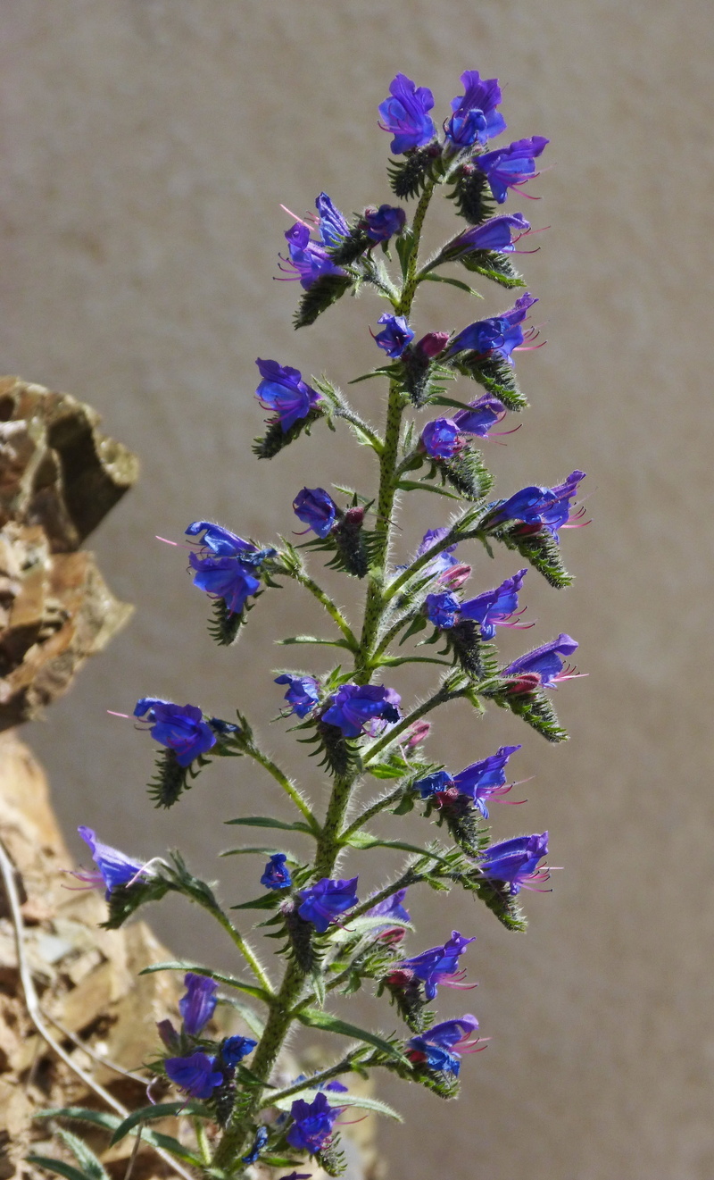 blue grass, freshness, plant, fragility, flower, petal, flower head, growth, echium vulgare, cow tongue, no people, beauty in nature, vulnerability, wild flower