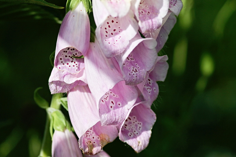 pink, pink blossoms, foxglove, vulnerability, dew, pollen, blossom, fatal, pink color, wild plant, bells, freshness, inflorescence, digitalis, water, focus on foreground