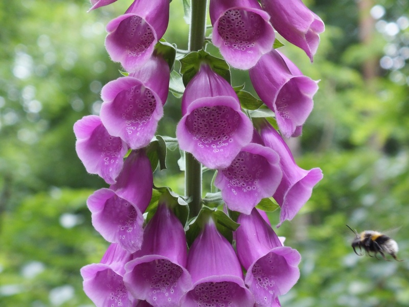 close-up, outdoors, day, vulnerability, common foxglove, botany, flower head, blossom, flowering plant, petal, inflorescence, bloom, bombast herb, wood clamp