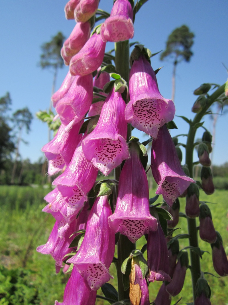 growth, flower head, springtime, plant, purple, day, outdoors, common foxglove, flower, 2K, nature, digitalis purpurea, no people, sky, ladys glove, foxglove