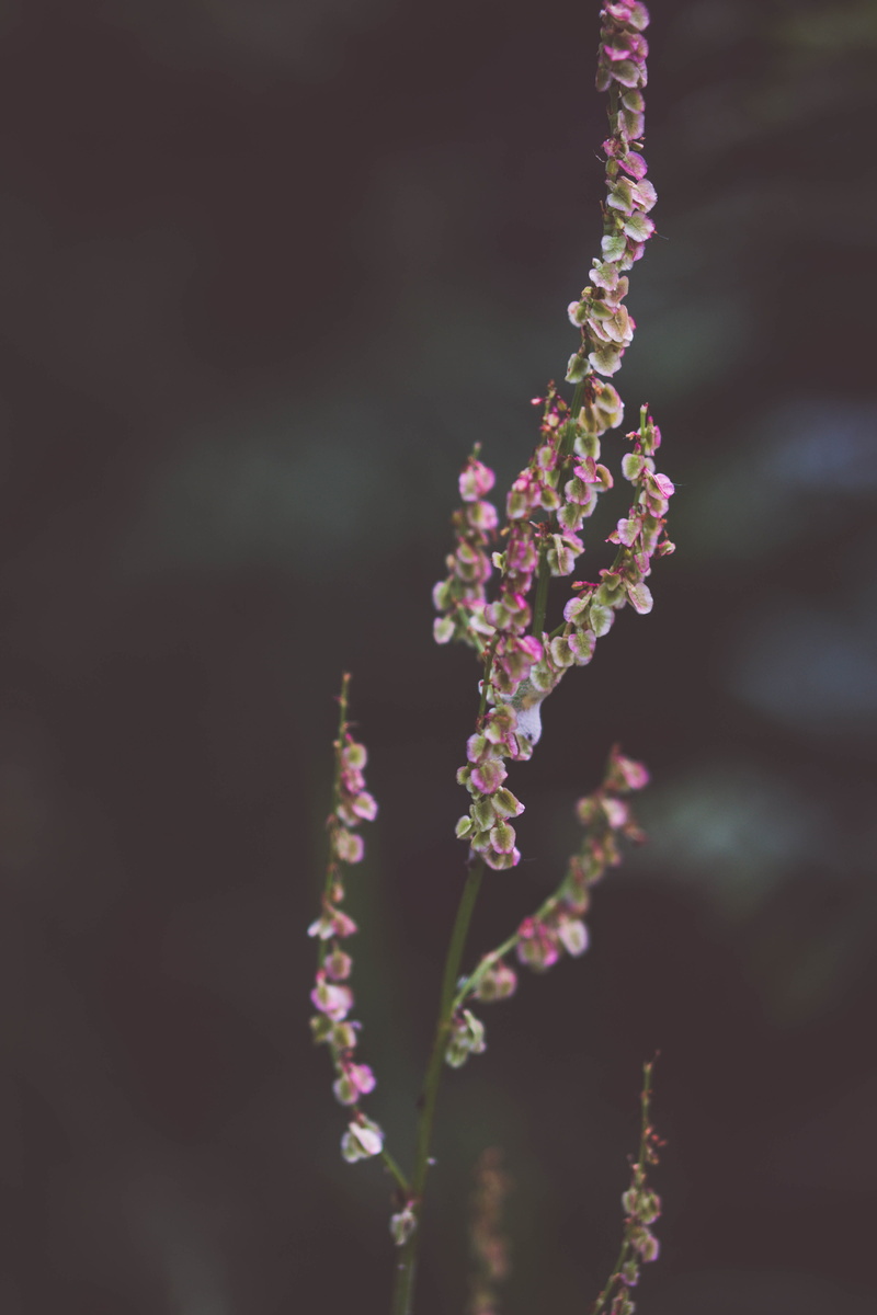 sprout, brentor, pink, nature, foxglove, shallow, wildflower, blossom, flower head, common sorrel, macro, petal, freshness, day, botany, flora, closeup