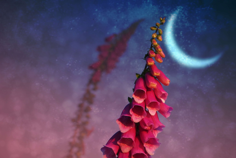 beauty in nature, blossom, close, purple, wild flower, common foxglove, scenics - nature, space, sky, pink, star - space, low angle view, illuminated, nature