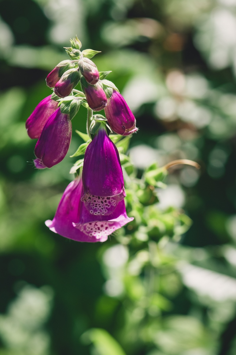 1080P, thimble, garden, summer, common foxglove, freshness, fragility, focus on foreground, plant, no people, purple, ornamental plant, inflorescence
