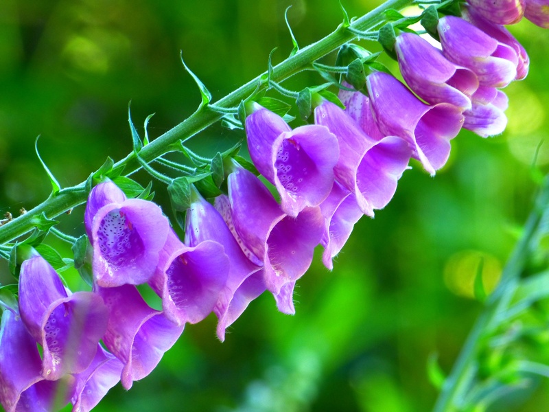 softness, blossom, flower head, flowering plant, thimble, purple, giftplanze, outdoors, close-up, green color, flower, purpurea, freshness, day, common foxglove