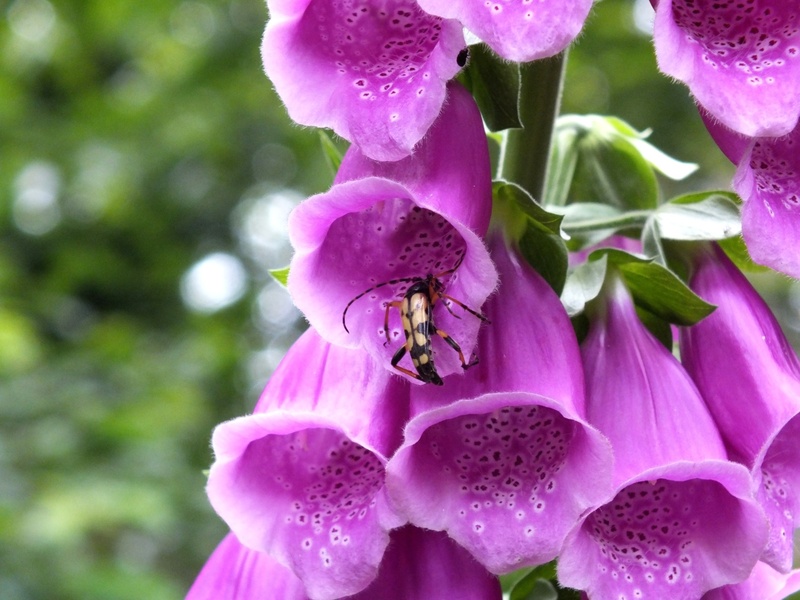 flower head, 1080P, animal wildlife, pollination, wood clamp, cinquefoil, fox herbal, digitalis purpurea, our dear women glove, common foxglove, petal