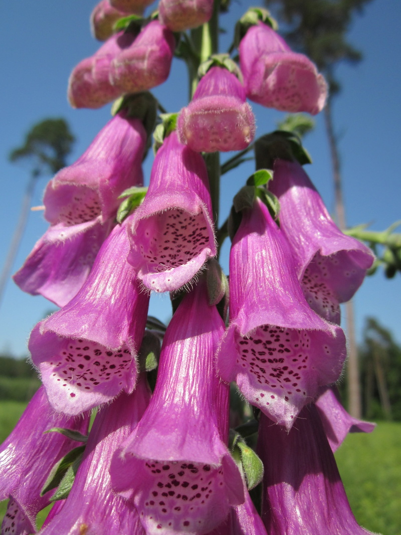 blossom, growth, flower head, close-up, fragility, focus on foreground, common foxglove, flower, selective focus, wildflower, pollen, nature, flowering plant