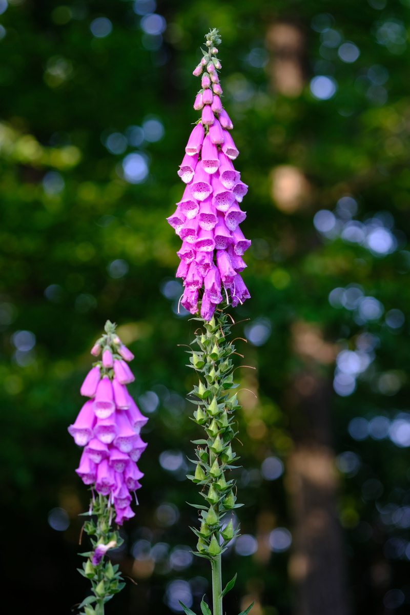 leaves, forest, petal, violet, plant, fragility, flora, poisonous plant, thimble, color, spring, pink color, 5K, flower purple, outdoors, growth, bloom