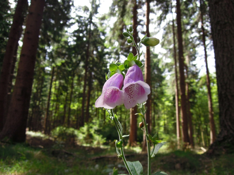 blossom, tranquility, outdoors, freshness, trees, thimble, bloom, focus on foreground, plant, day, tree, digitalis purpurea, land, growth, vulnerability